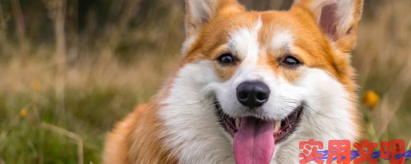 敬姜犹绩打一肖