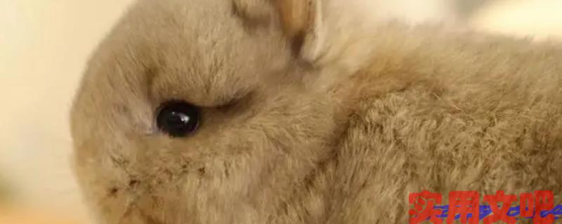 明眸善睐什么意思打一肖