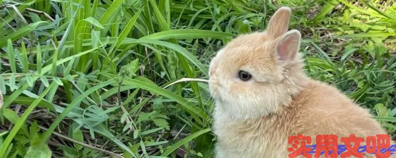 庄周梦蝶解一生肖