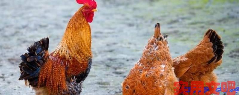 大块文章打一最佳生肖