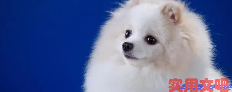 主人未解离愁苦是什么生肖