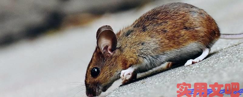 通宵守夜打一生肖