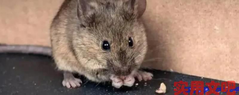 众怒难任猜一生肖