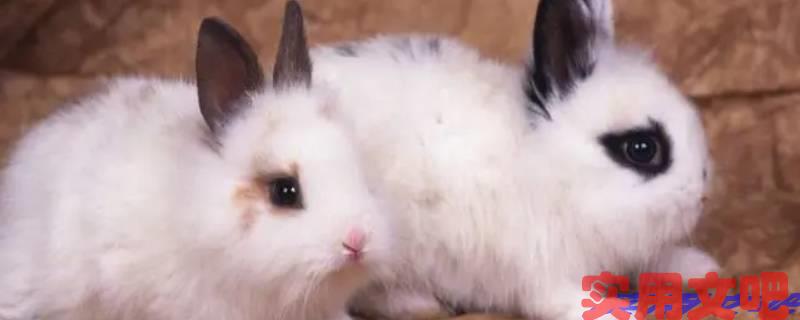 夫妻把家还打一生肖