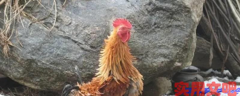 巧夺天工开过什么生肖