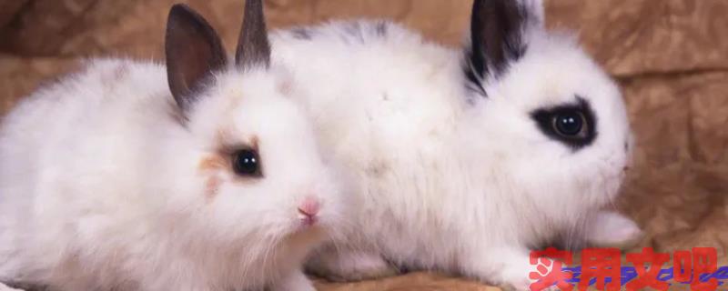 土生野长食烟火是什么生肖