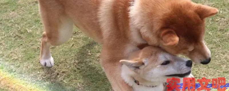 进门时用着它进门后不用它猜生肖