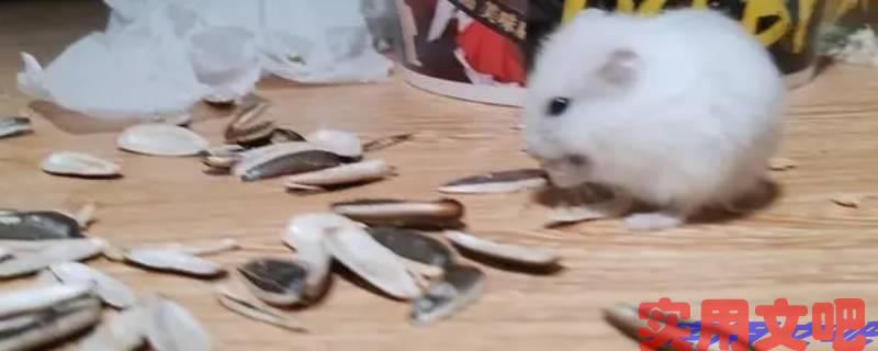 偷呃拐骗不留手是什么生肖
