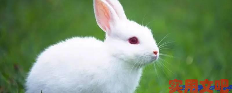 春草又绿万物苏打一生肖