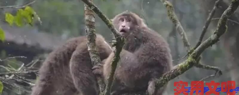 坐立难安打一生肖