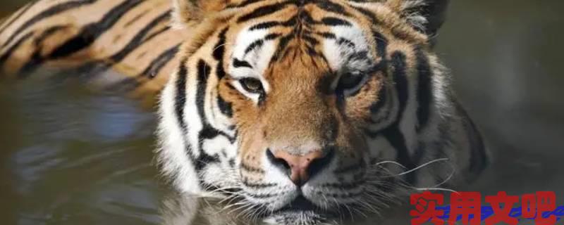 狮子回头出肥牛猜一生肖