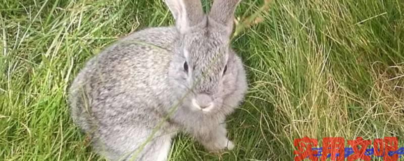 情意绵绵似胶漆猜一生肖