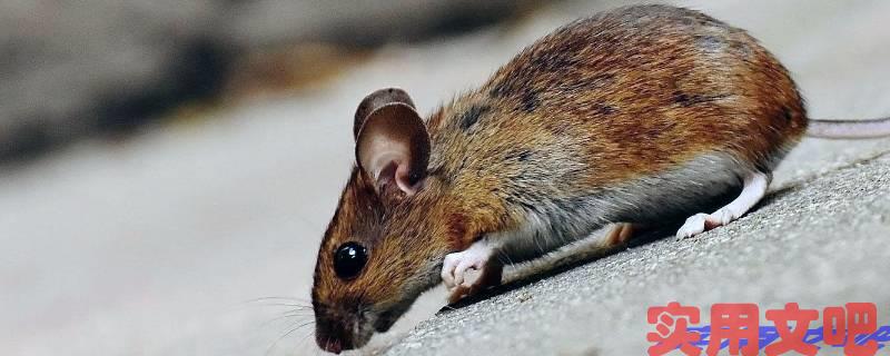 喜结良缘猜一生肖