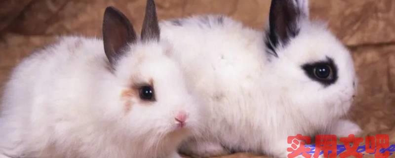 特马猜出是美人最准的生肖