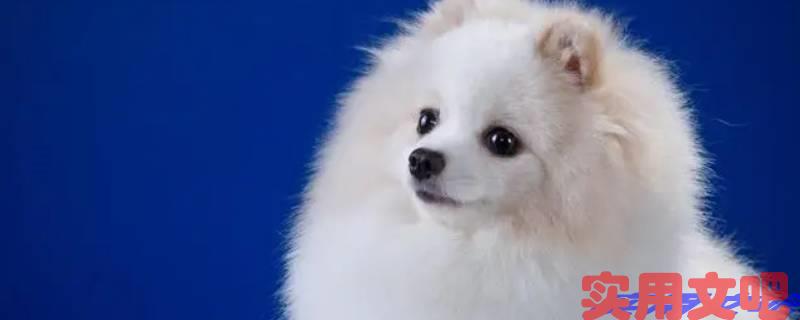 忠心报主过一生打一准确生肖