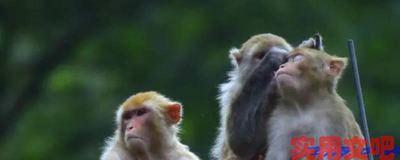 四面八方有福音猜一生肖