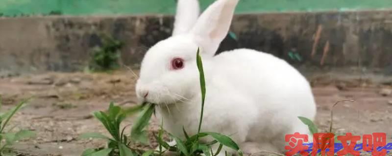 六部玄机码中码打一正确生肖