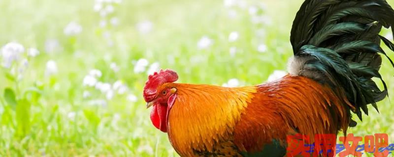 鹰鼻鹞眼打一个精准生肖