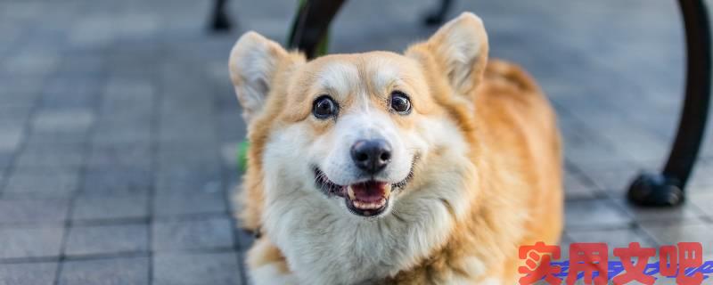 疯出一条道是什么生肖