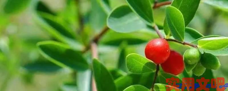 农村长得像枸杞的植物有毒吗