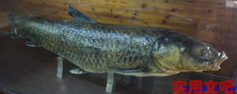 10月份钓青鱼最佳时间