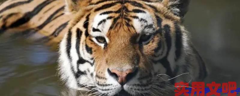 二五相合一七开打一生肖