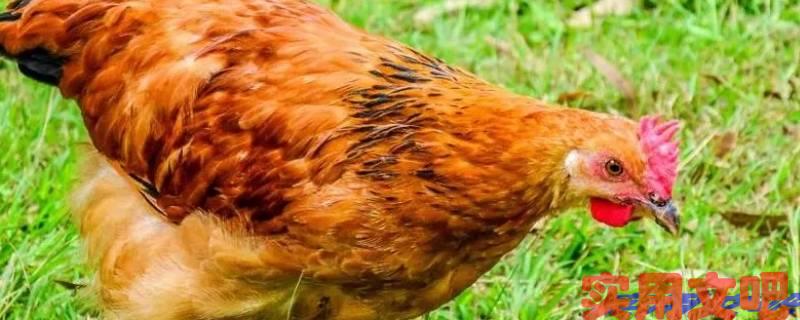 鸭子是特是指什么生肖