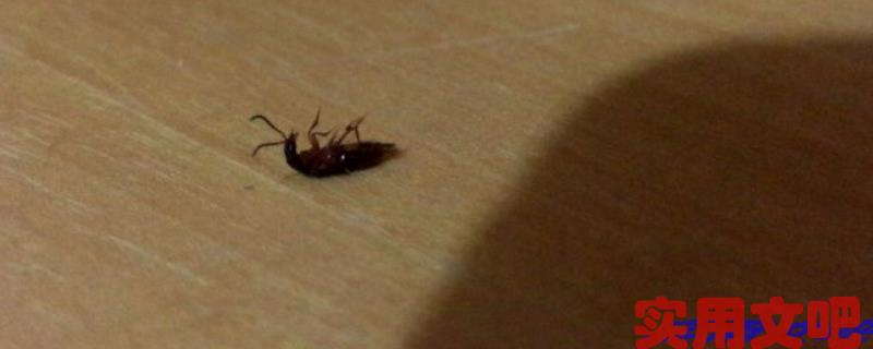 小咬虫怎么消灭最有效