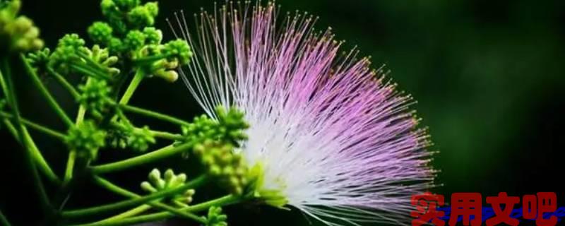 榕树花多少钱一斤