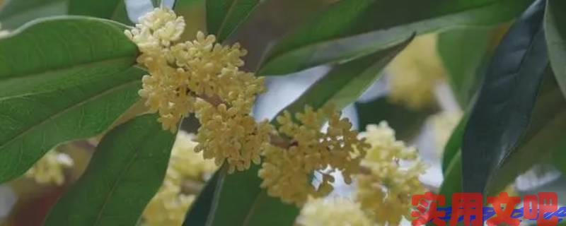 不属于岁寒四君子的植物是什么