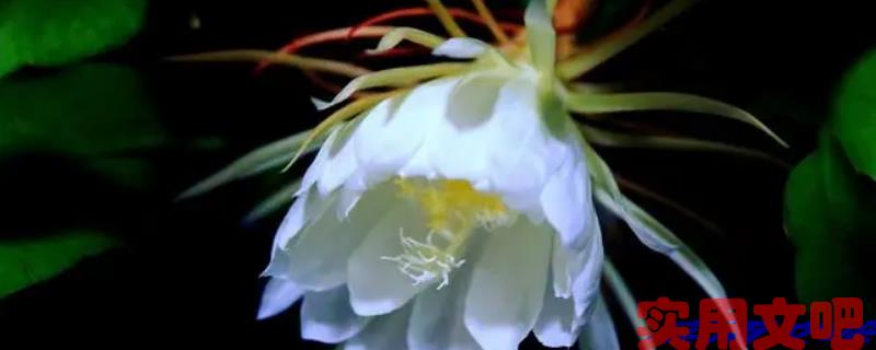 为什么养昙花的人少