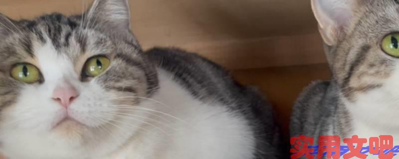 猫毛变黄还能变回来吗