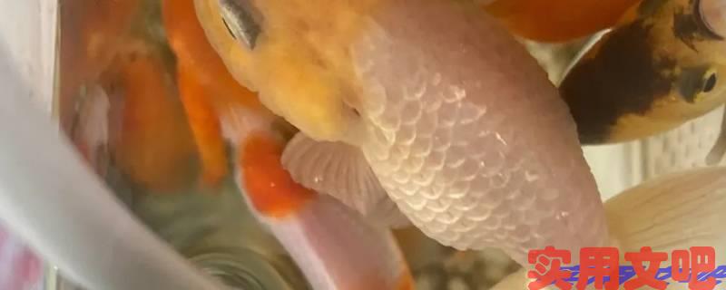 炸鳞的鱼还能活吗